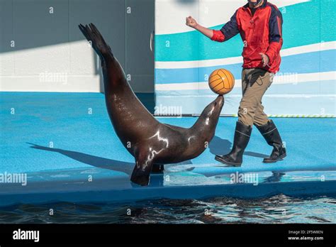 Play with Sea Lions .
